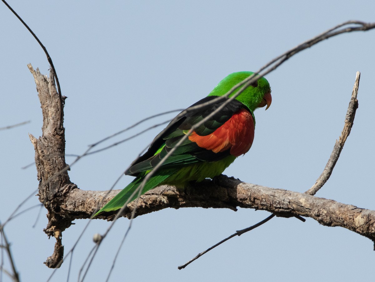 Red-winged Parrot - ML644777979
