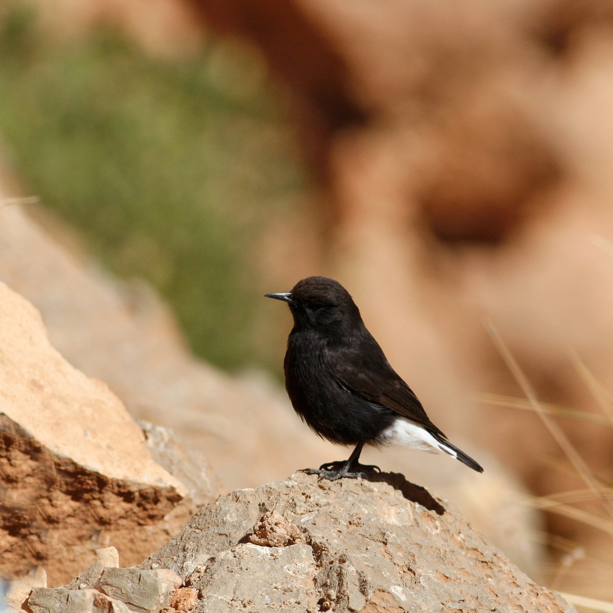 Black Wheatear - ML644777981