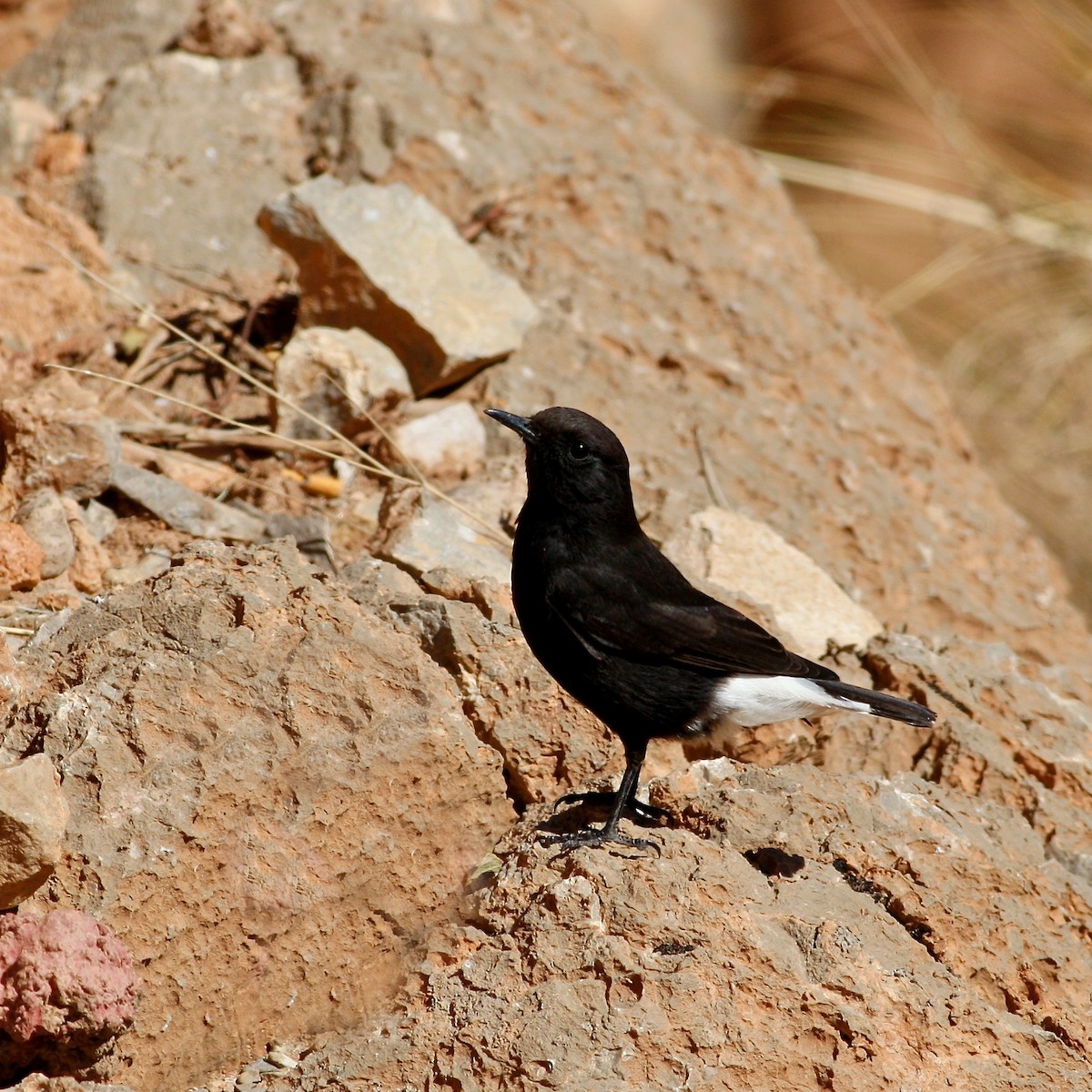 Black Wheatear - ML644777982