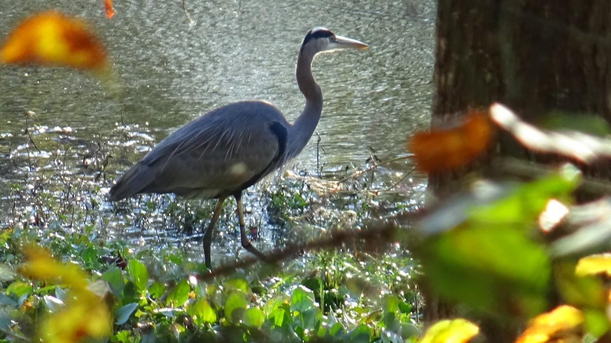 Great Blue Heron - ML644777985