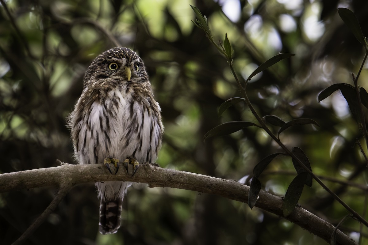 Peruvian Pygmy-Owl - ML644777986