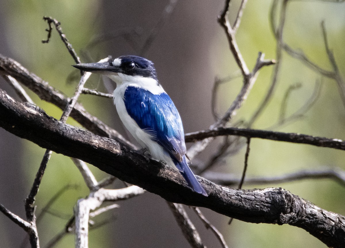 Forest Kingfisher - ML644777988