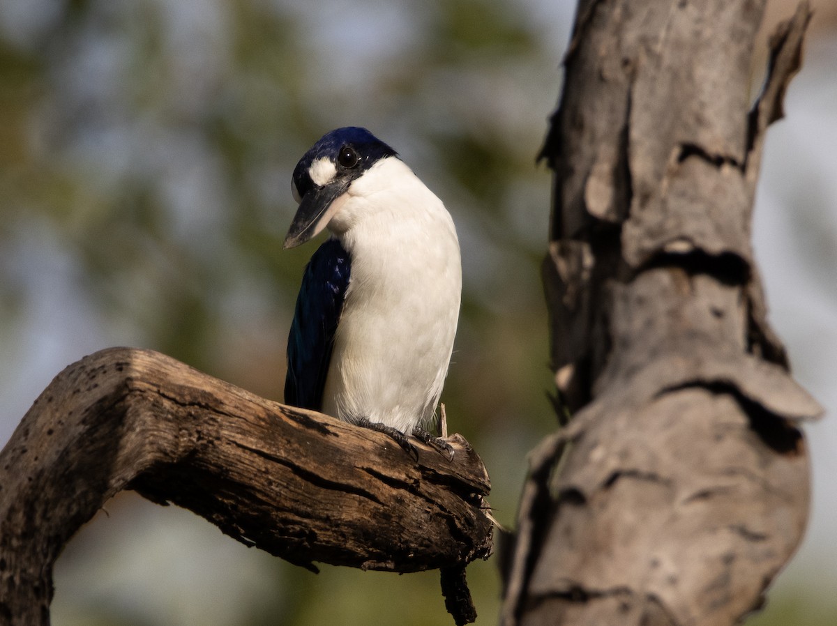 Forest Kingfisher - ML644777989