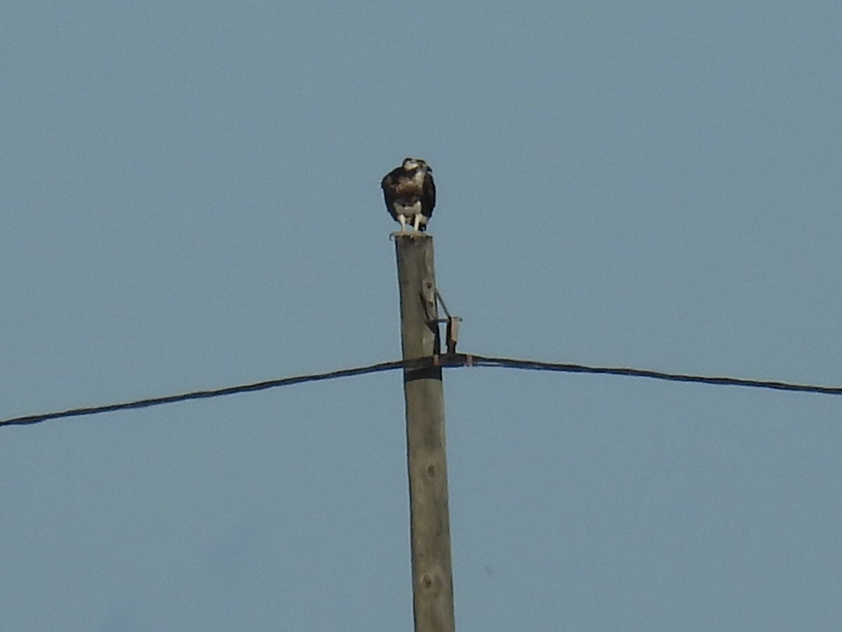 Osprey - ML644777995