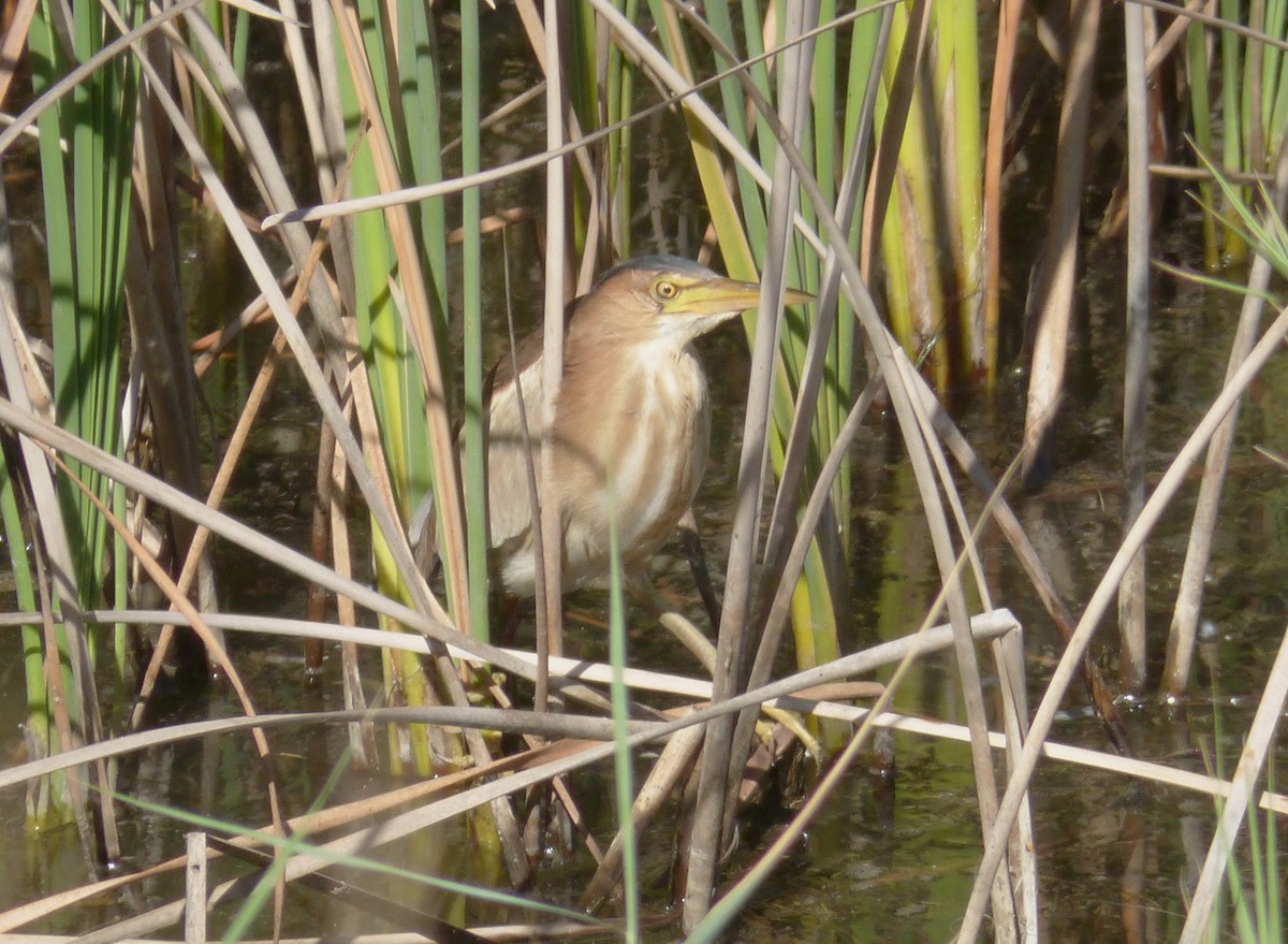 Little Bittern - ML644778010