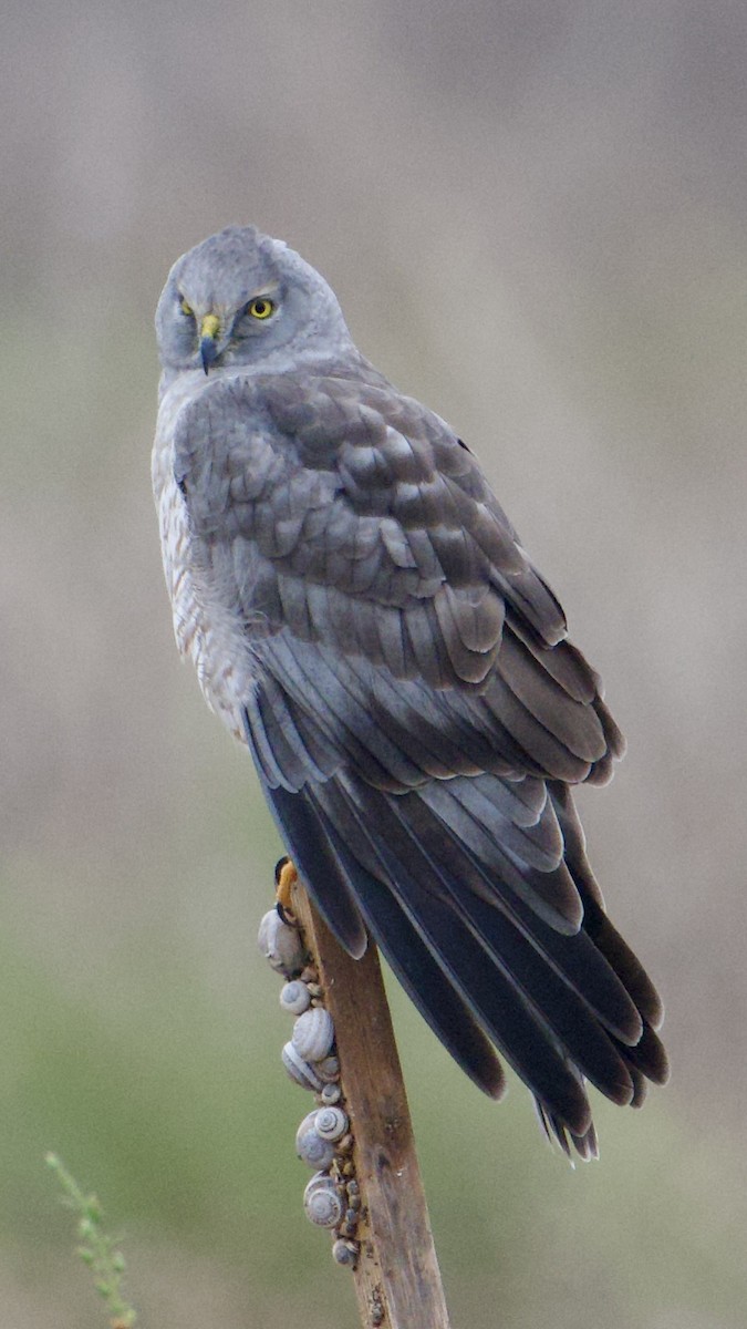 Busard des marais - ML644778019