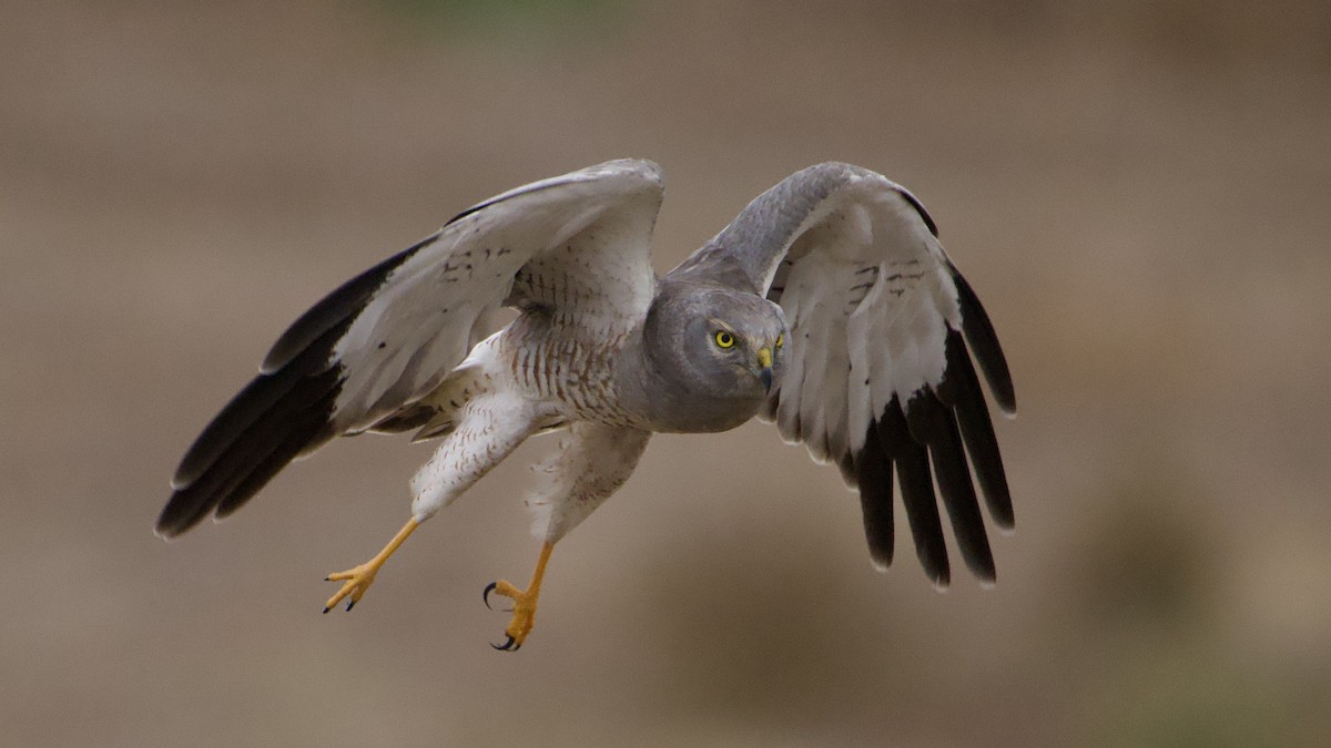 Busard des marais - ML644778020