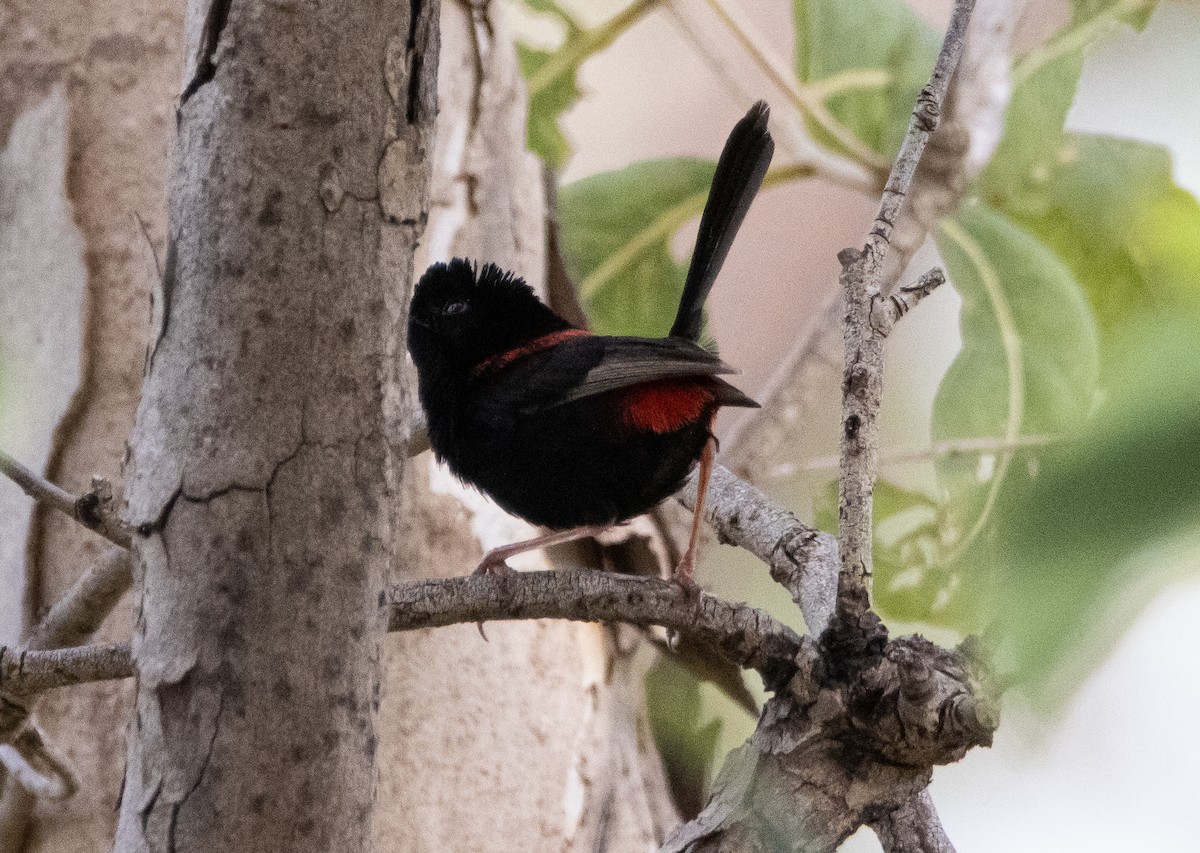 Red-backed Fairywren - ML644778022