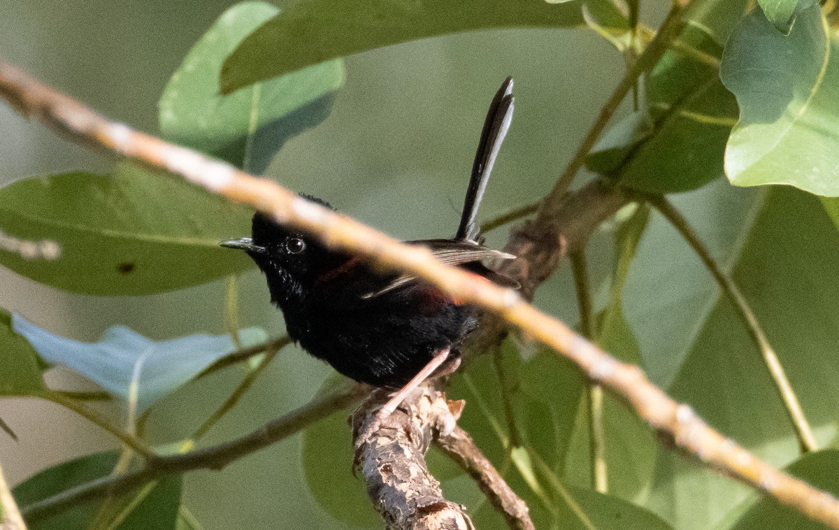 rødryggalvesmett - ML644778023