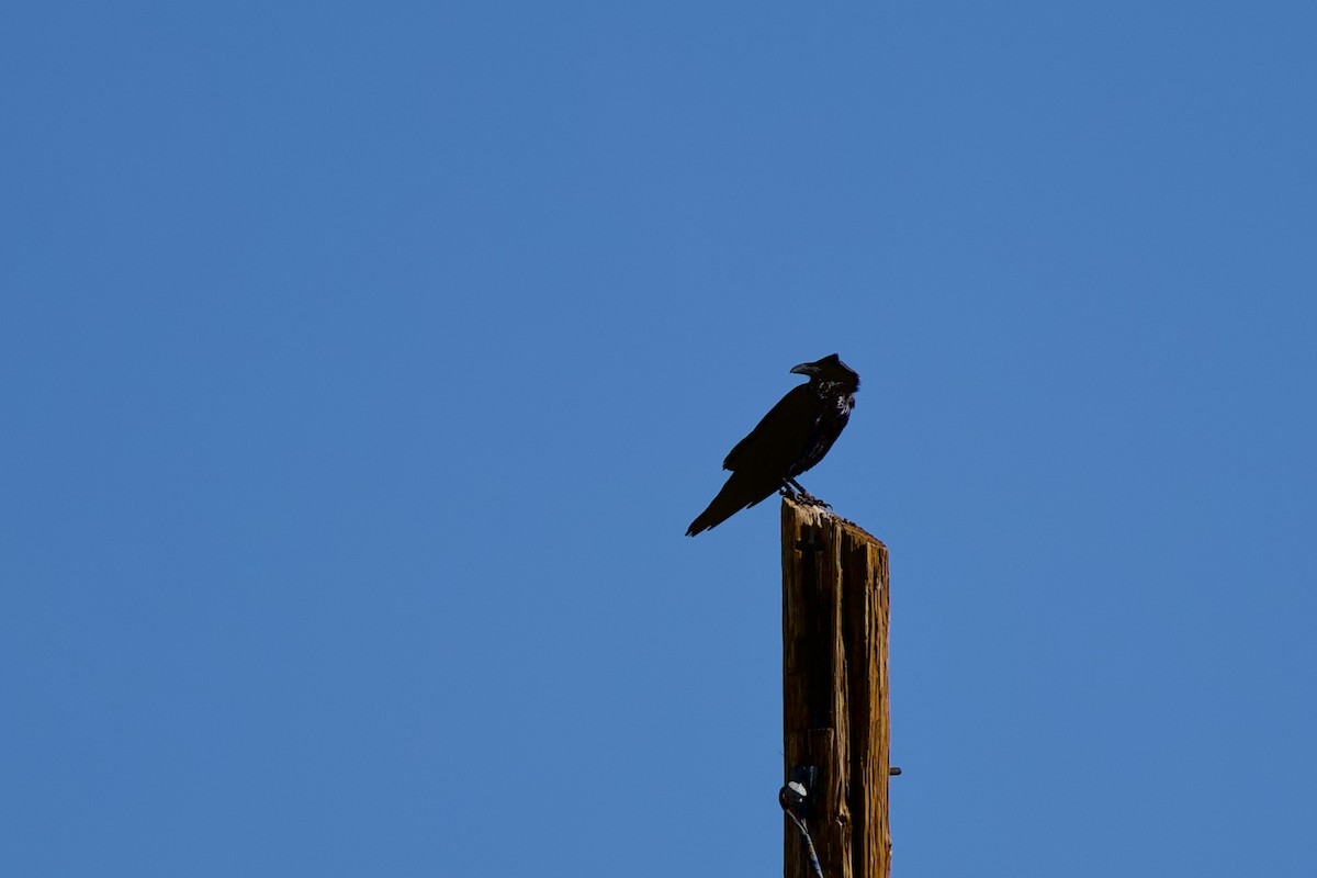 Хон хэрээ - ML644778024