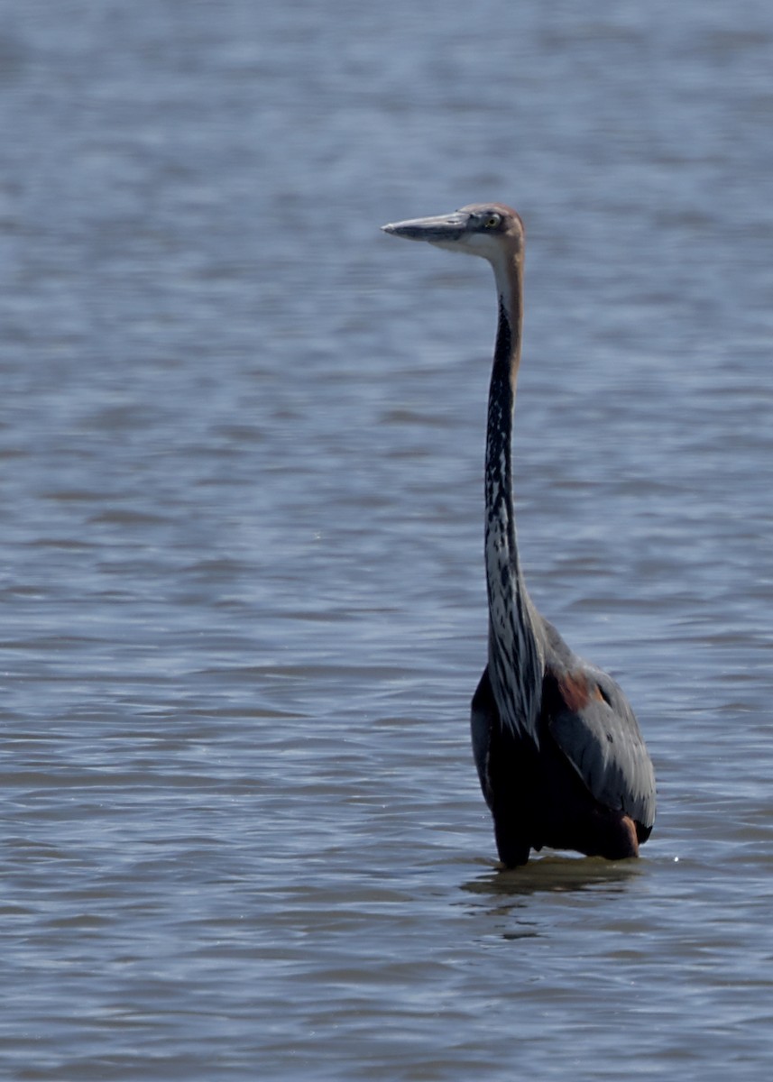 Goliath Heron - ML644778027