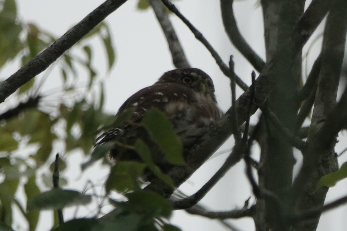 Chevêchette brune - ML644778028