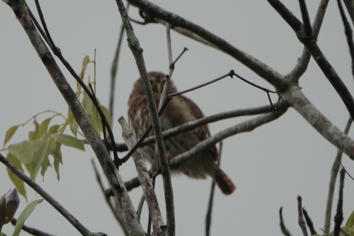 Chevêchette brune - ML644778029