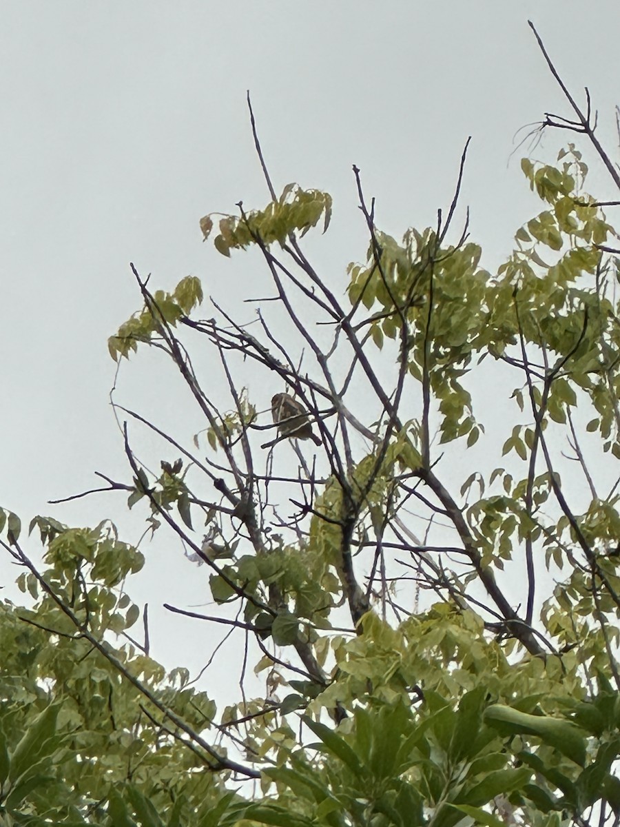 Chevêchette brune - ML644778030