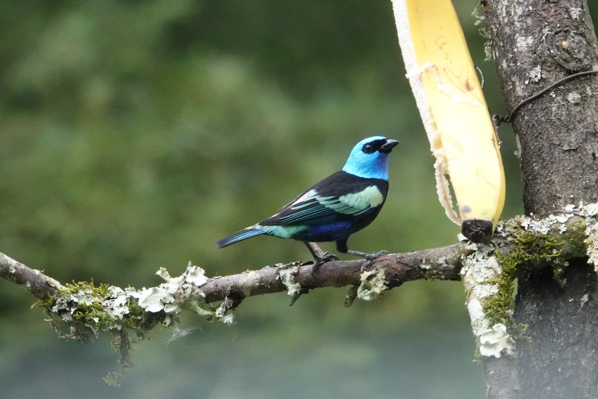 Blue-necked Tanager - ML644778032
