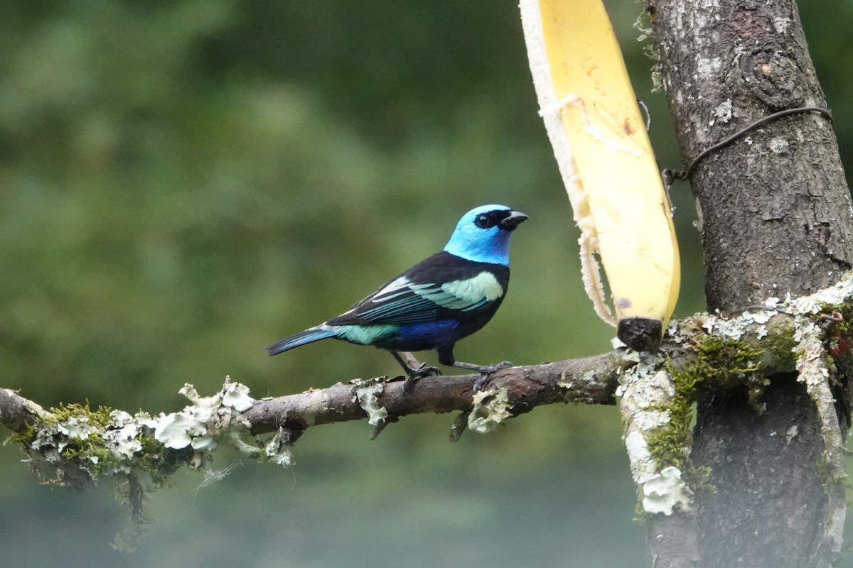 Blue-necked Tanager - ML644778033