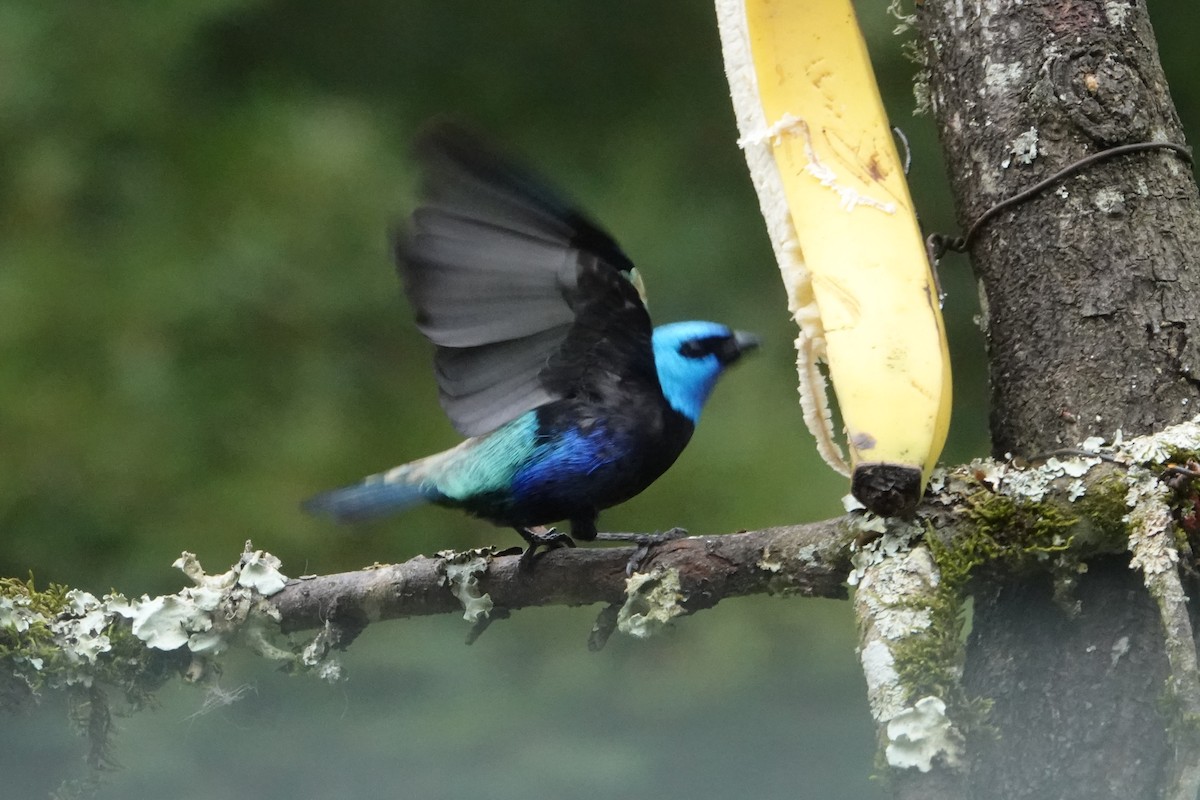 Blue-necked Tanager - ML644778034