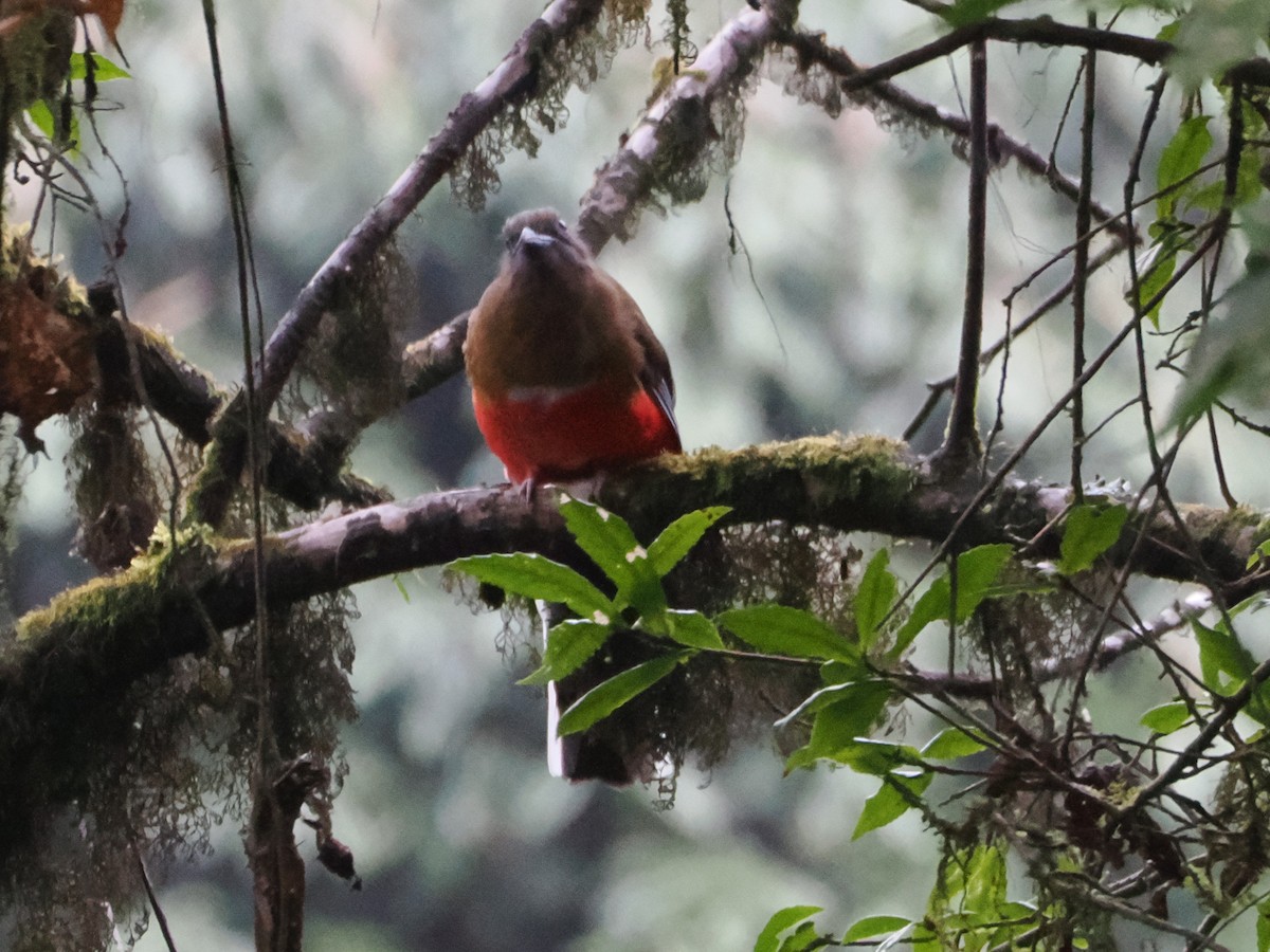 ズアカキヌバネドリ - ML644778035