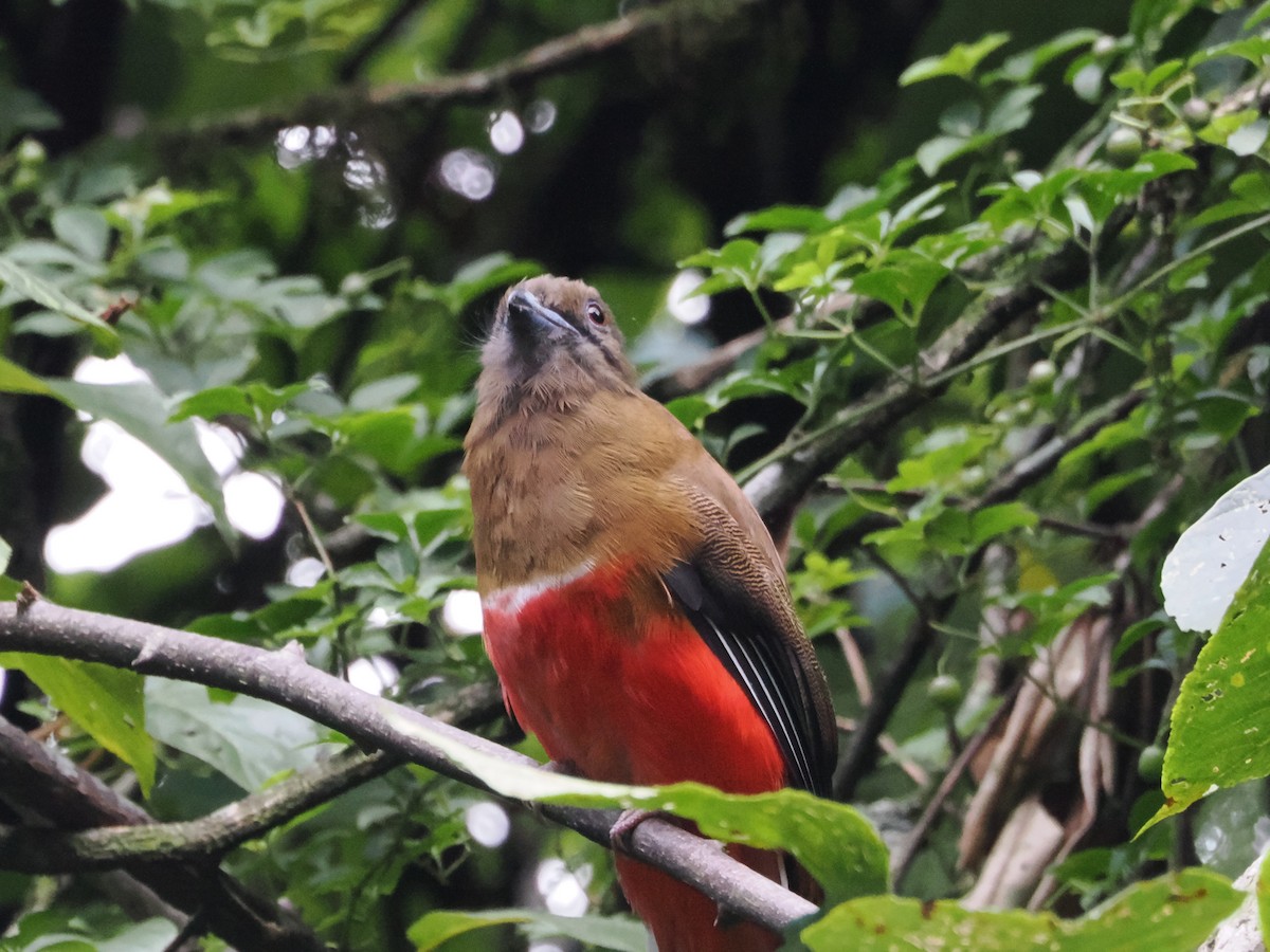 ズアカキヌバネドリ - ML644778036