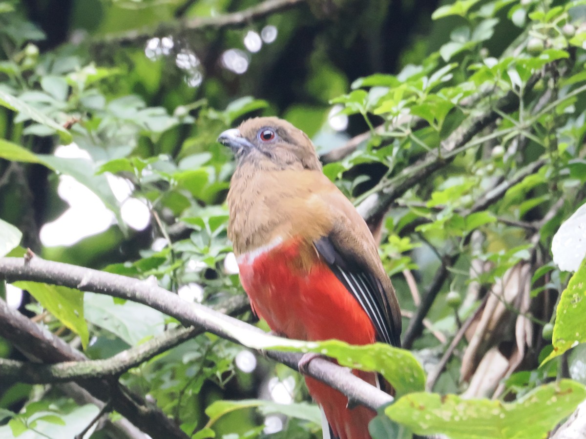 ズアカキヌバネドリ - ML644778037