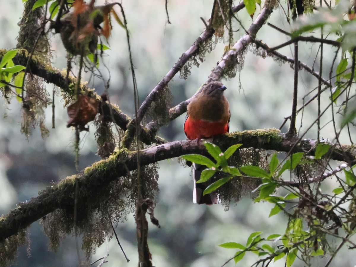 ズアカキヌバネドリ - ML644778038