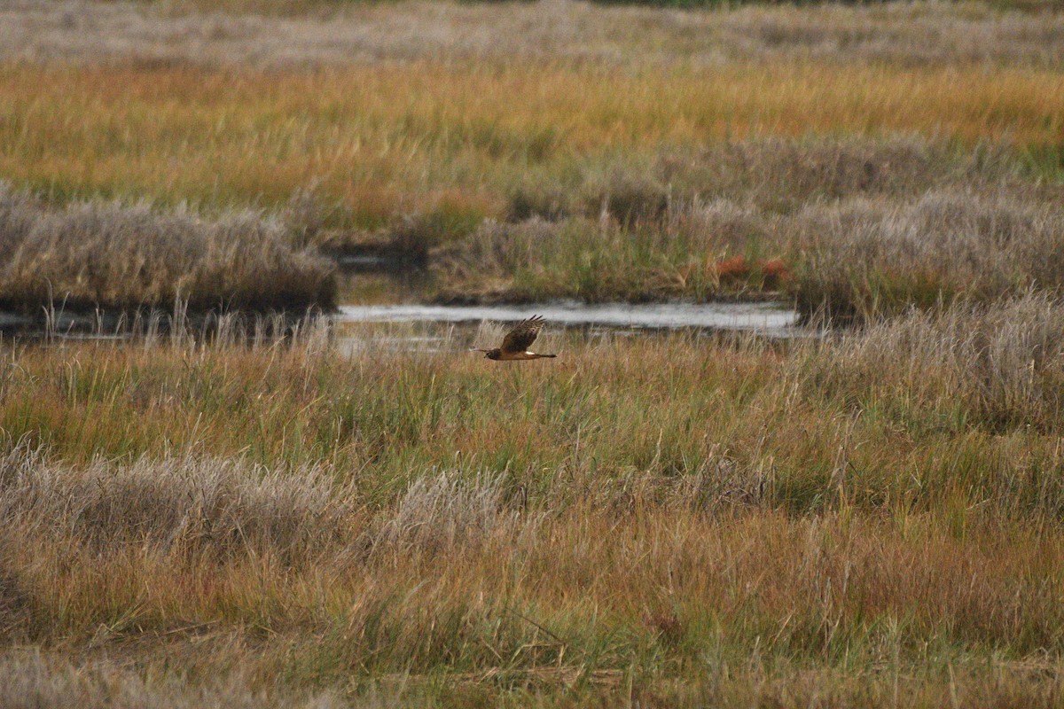 Busard des marais - ML644778042