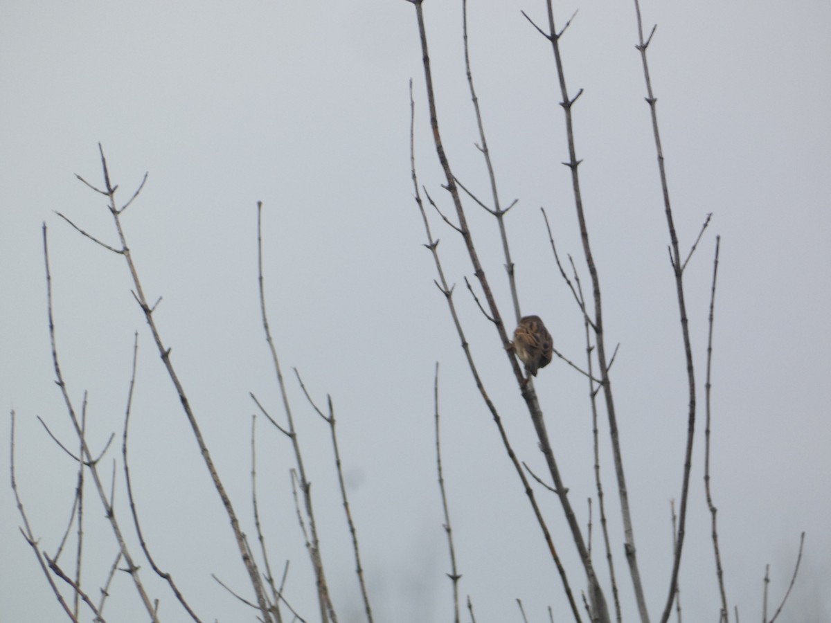 gråspurv - ML644778043