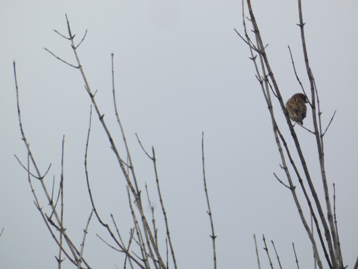 gråspurv - ML644778044