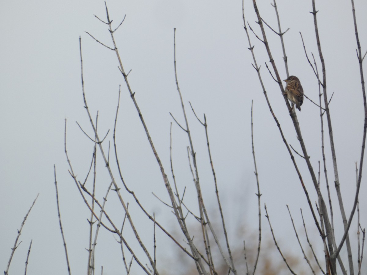 gråspurv - ML644778045