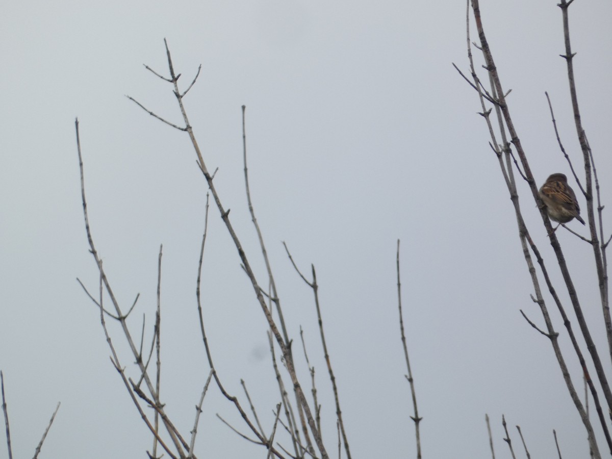 gråspurv - ML644778046