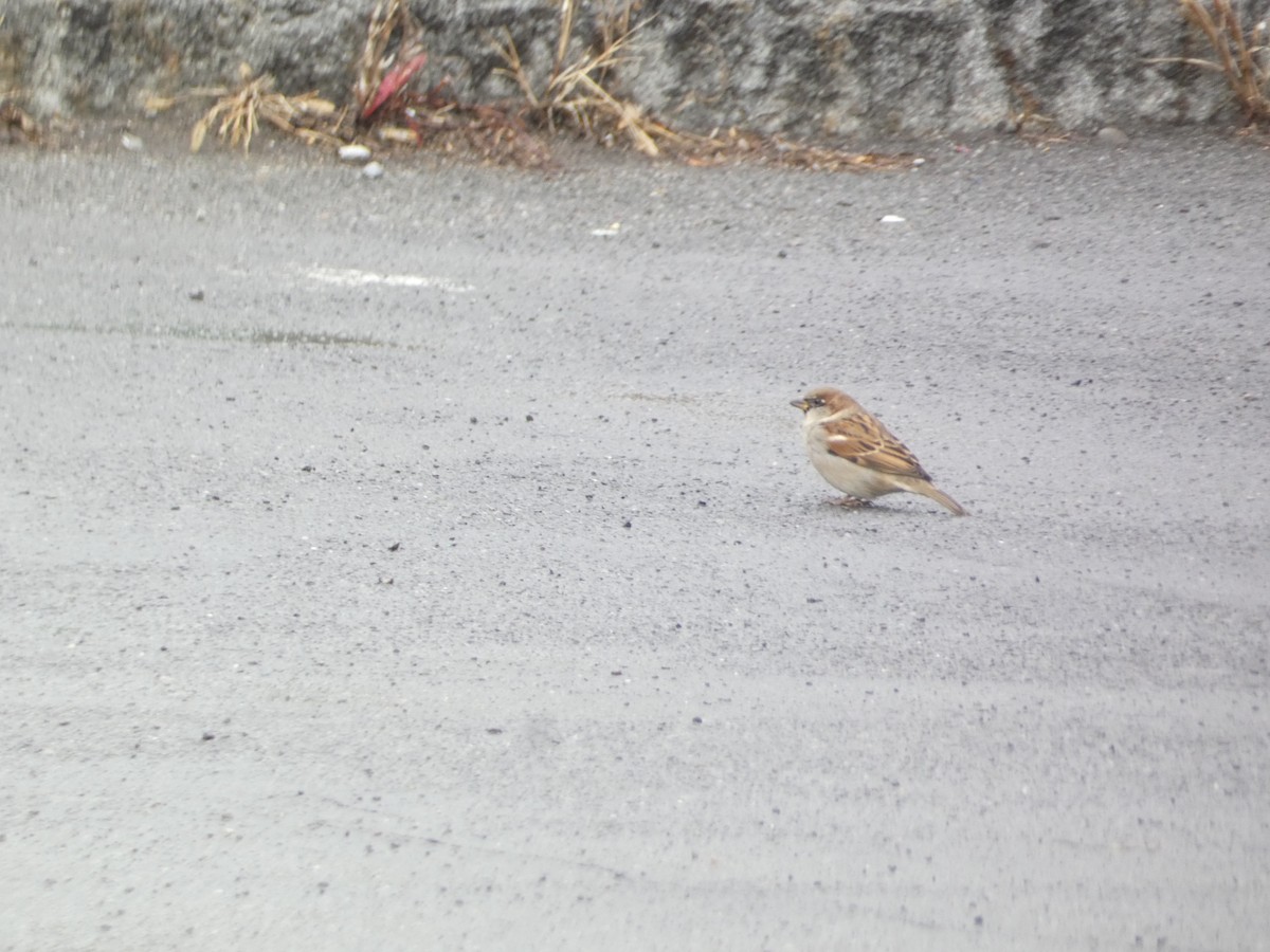 gråspurv - ML644778047