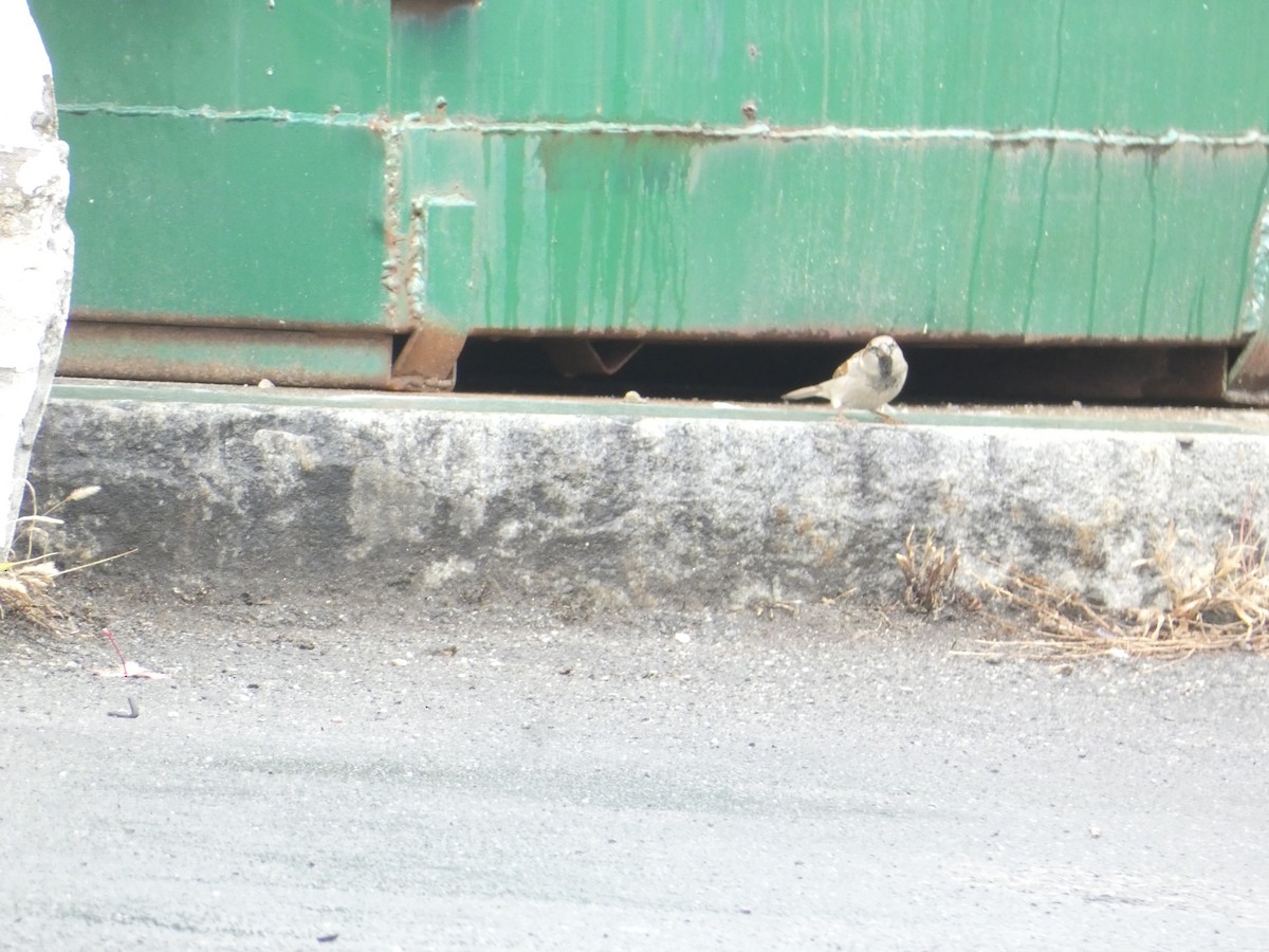 gråspurv - ML644778048