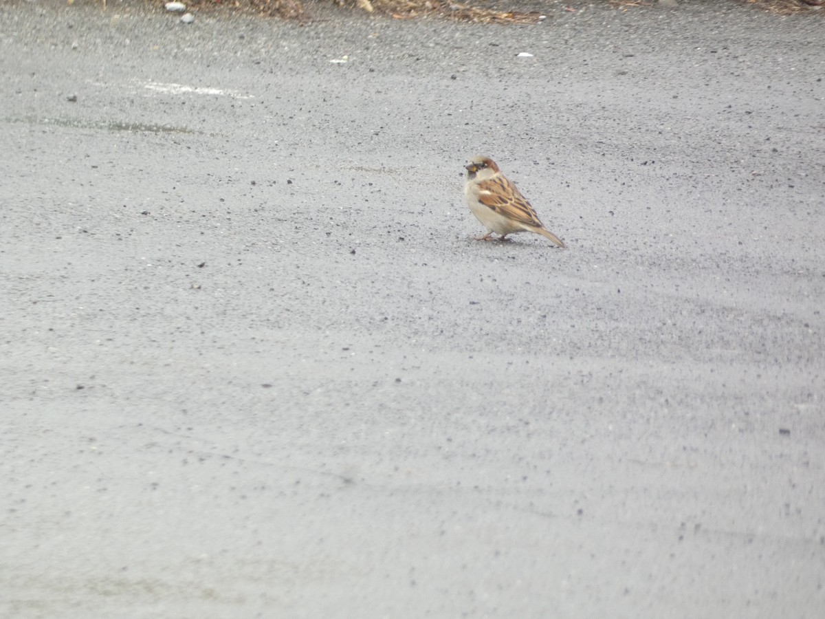 gråspurv - ML644778049