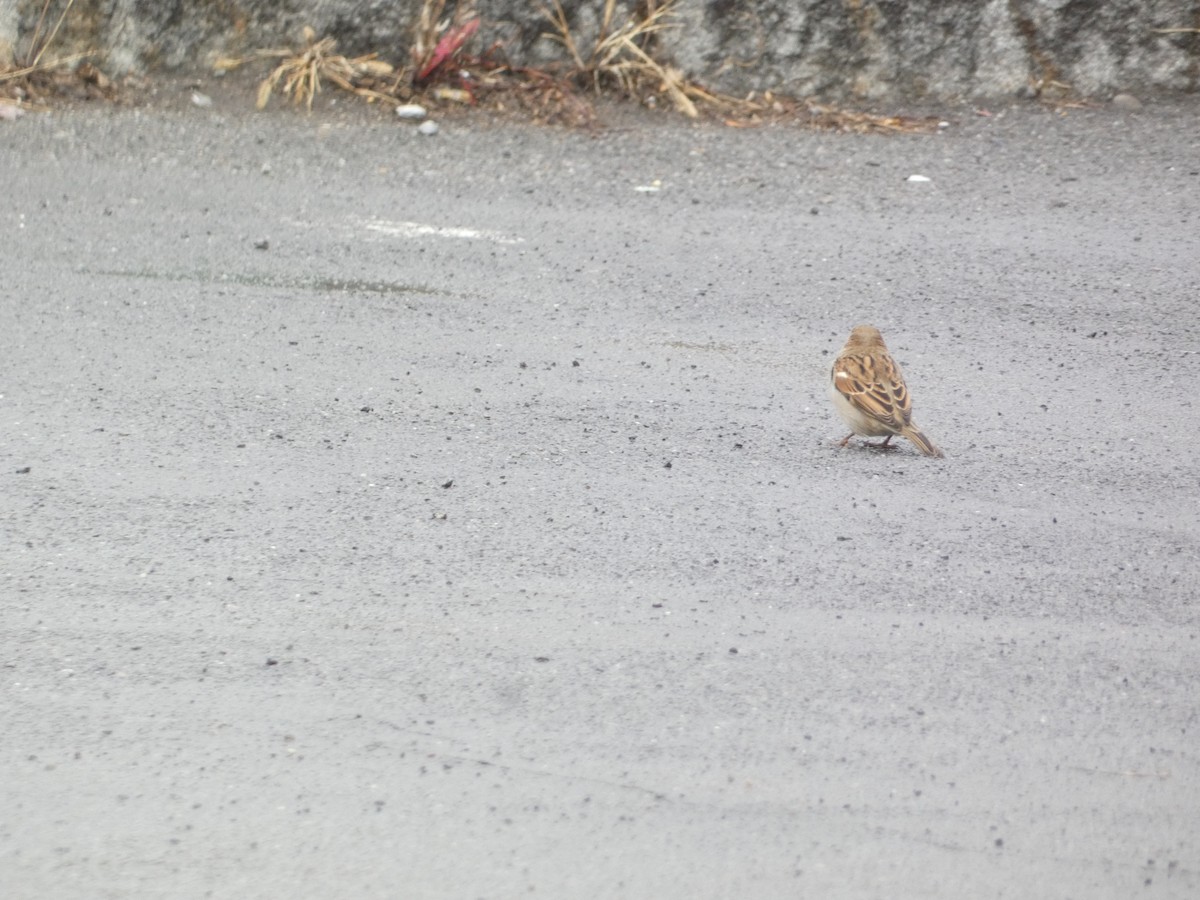 gråspurv - ML644778050