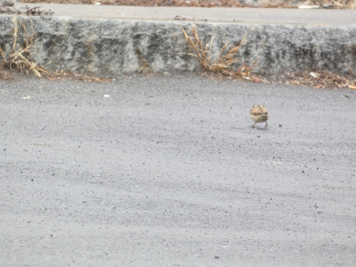 gråspurv - ML644778051