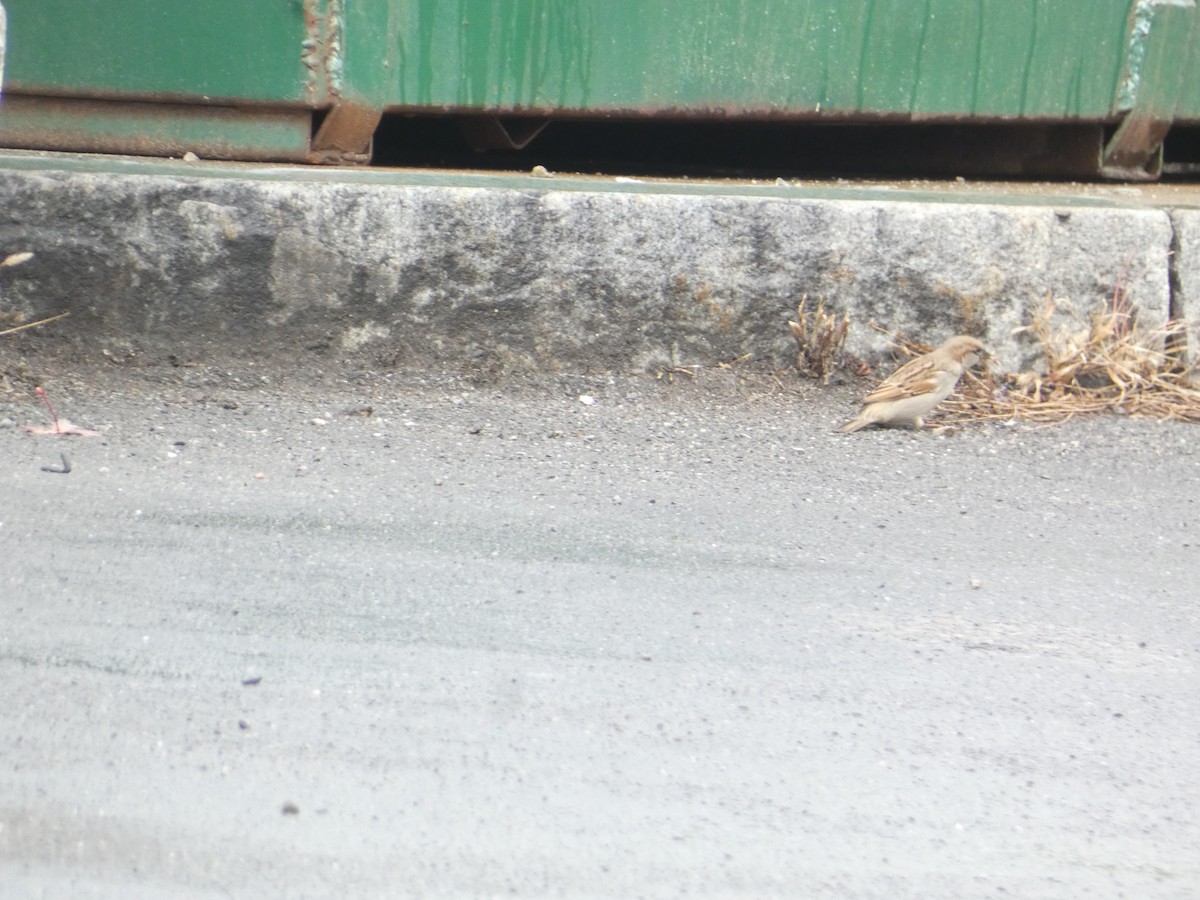 gråspurv - ML644778052