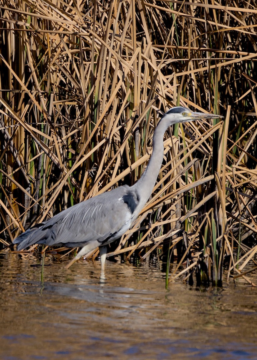 Koartza hauskara (cinerea/jouyi) - ML644778053