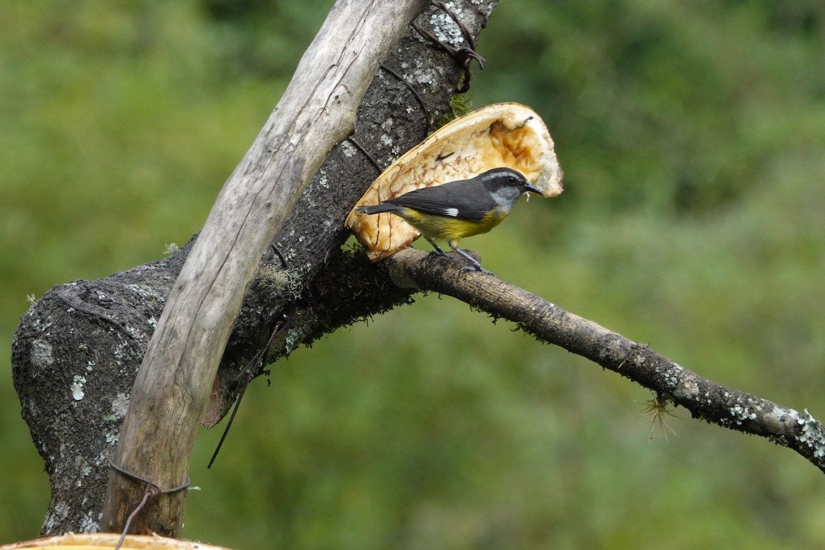 Bananaquit - ML644778058