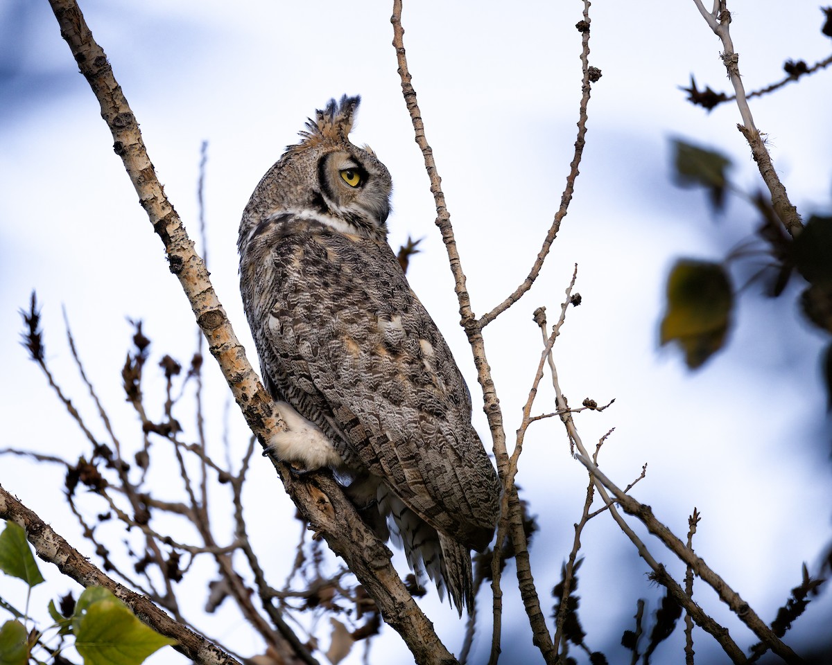 Great Horned Owl - ML644778060