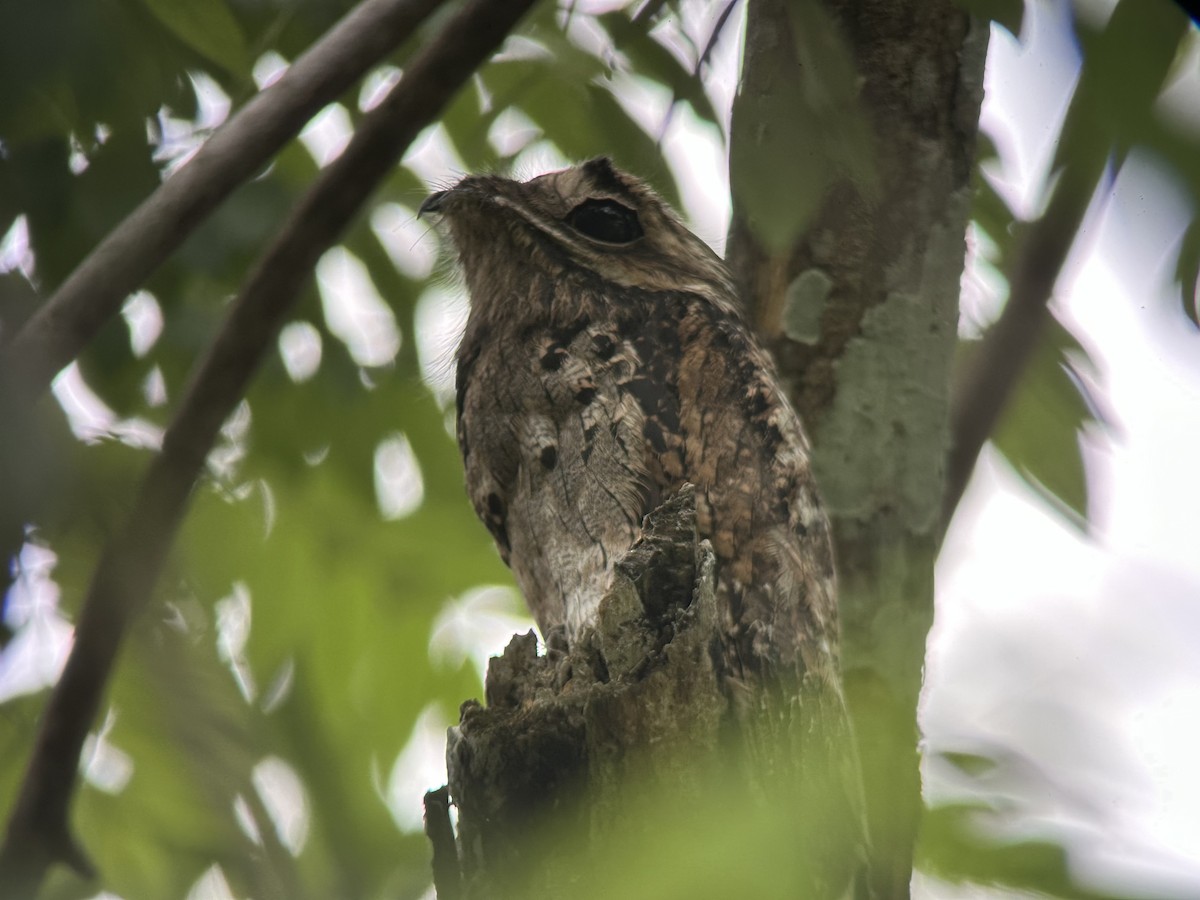 Ibijau gris - ML644778072