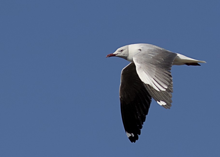 Antxeta burugrisa - ML644778074