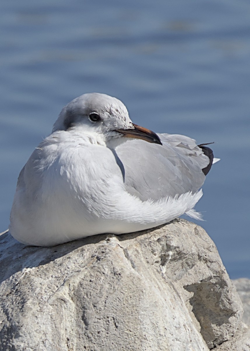 Antxeta burugrisa - ML644778075