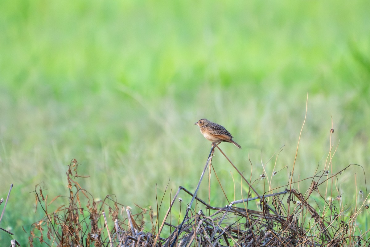 Singing Bushlark - ML644778077