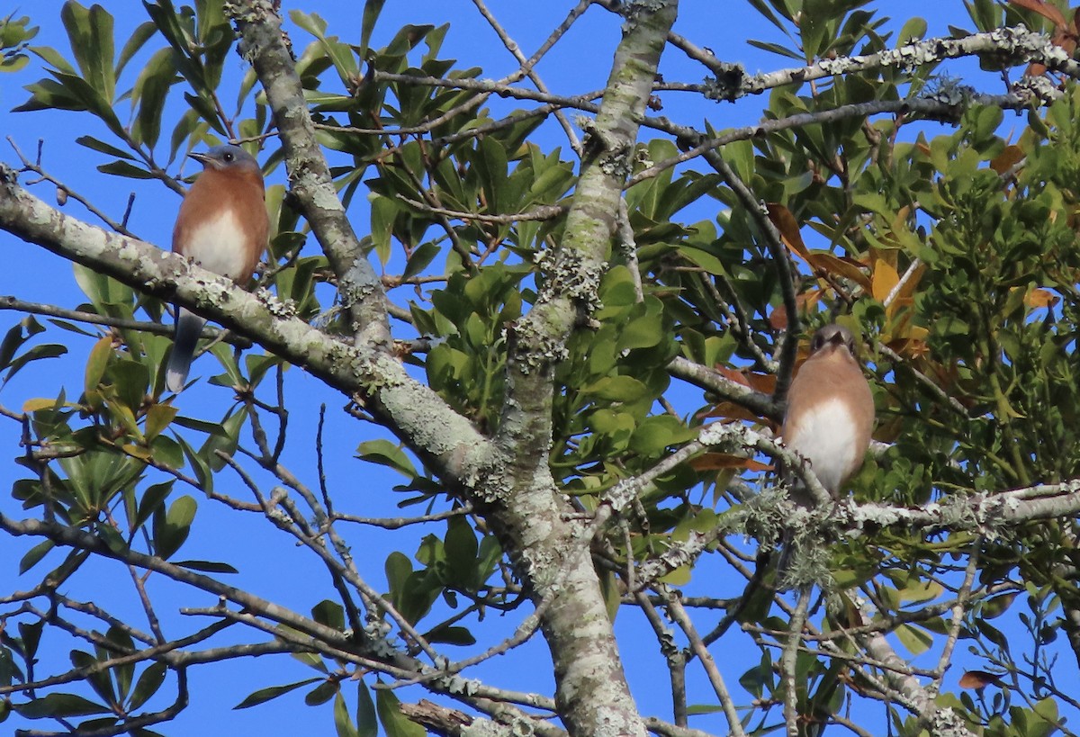Eastern Bluebird - ML644778081