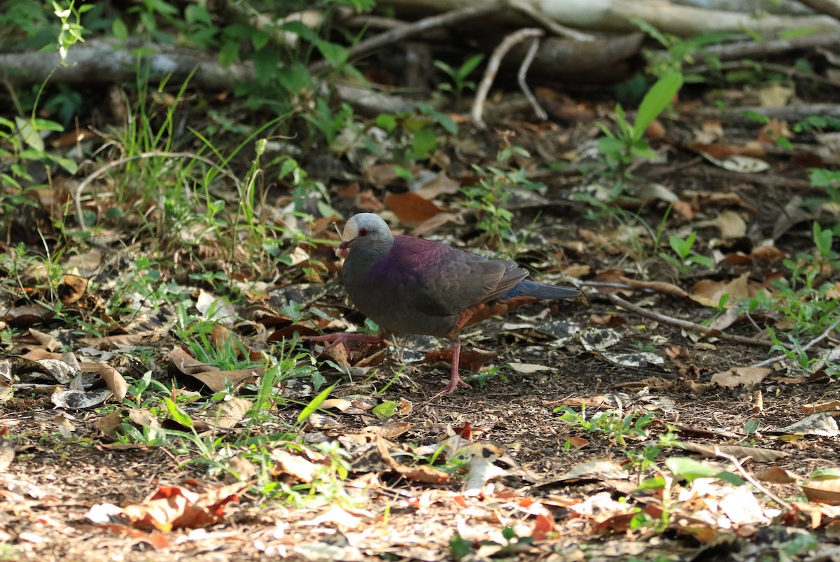 Gray-fronted Quail-Dove - ML644778086