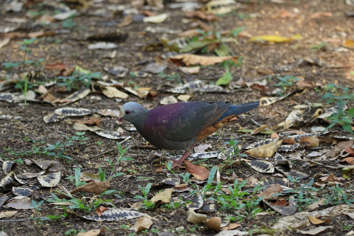 Gray-fronted Quail-Dove - ML644778087