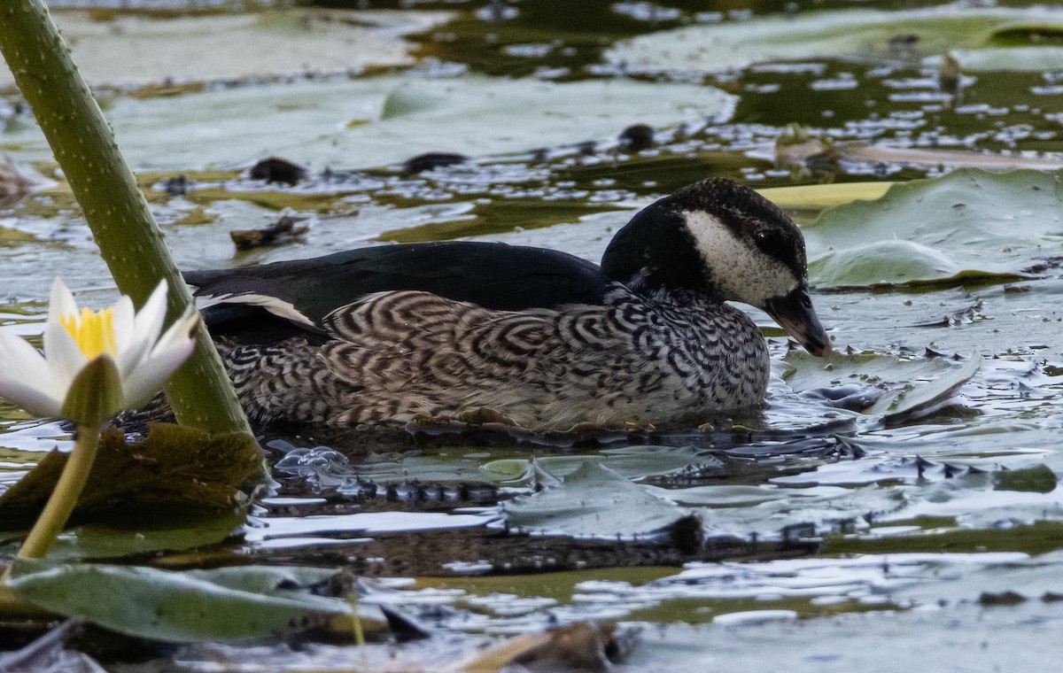 Antzaratxo berdea - ML644778088