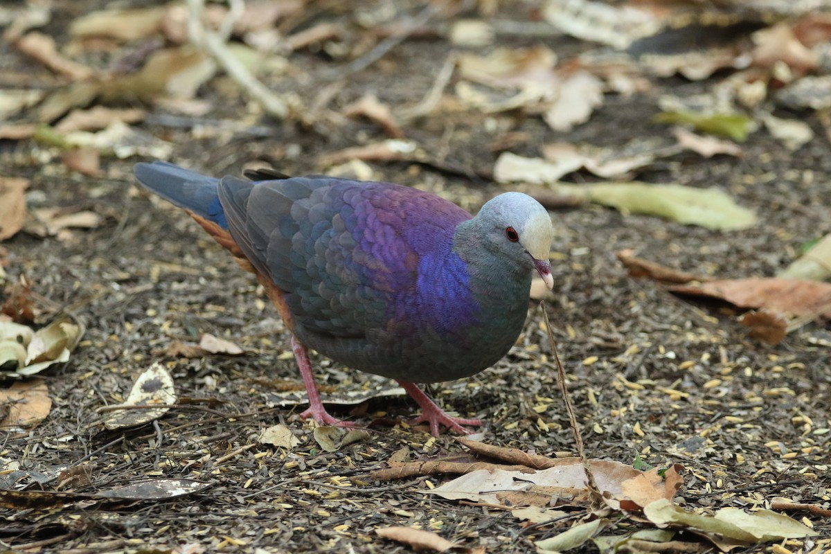 Gray-fronted Quail-Dove - ML644778089