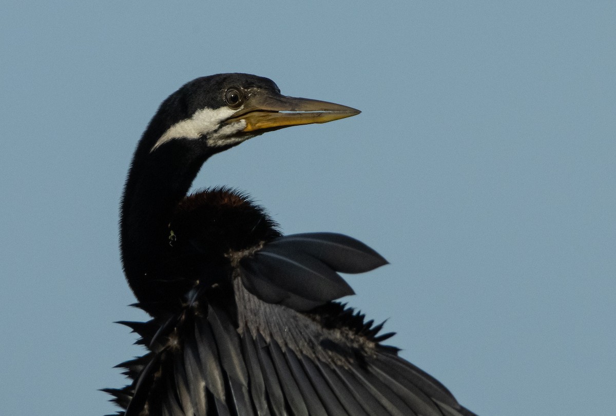 Anhinga australiarra - ML644778094