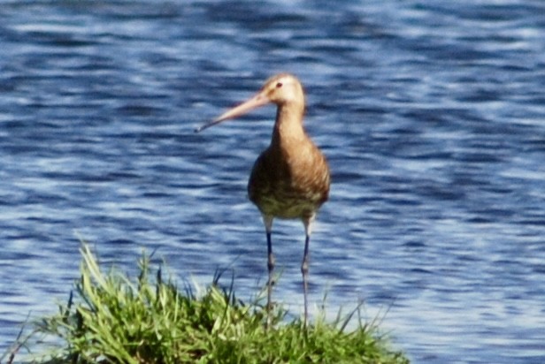 Kuliska buztanbeltza - ML644778095